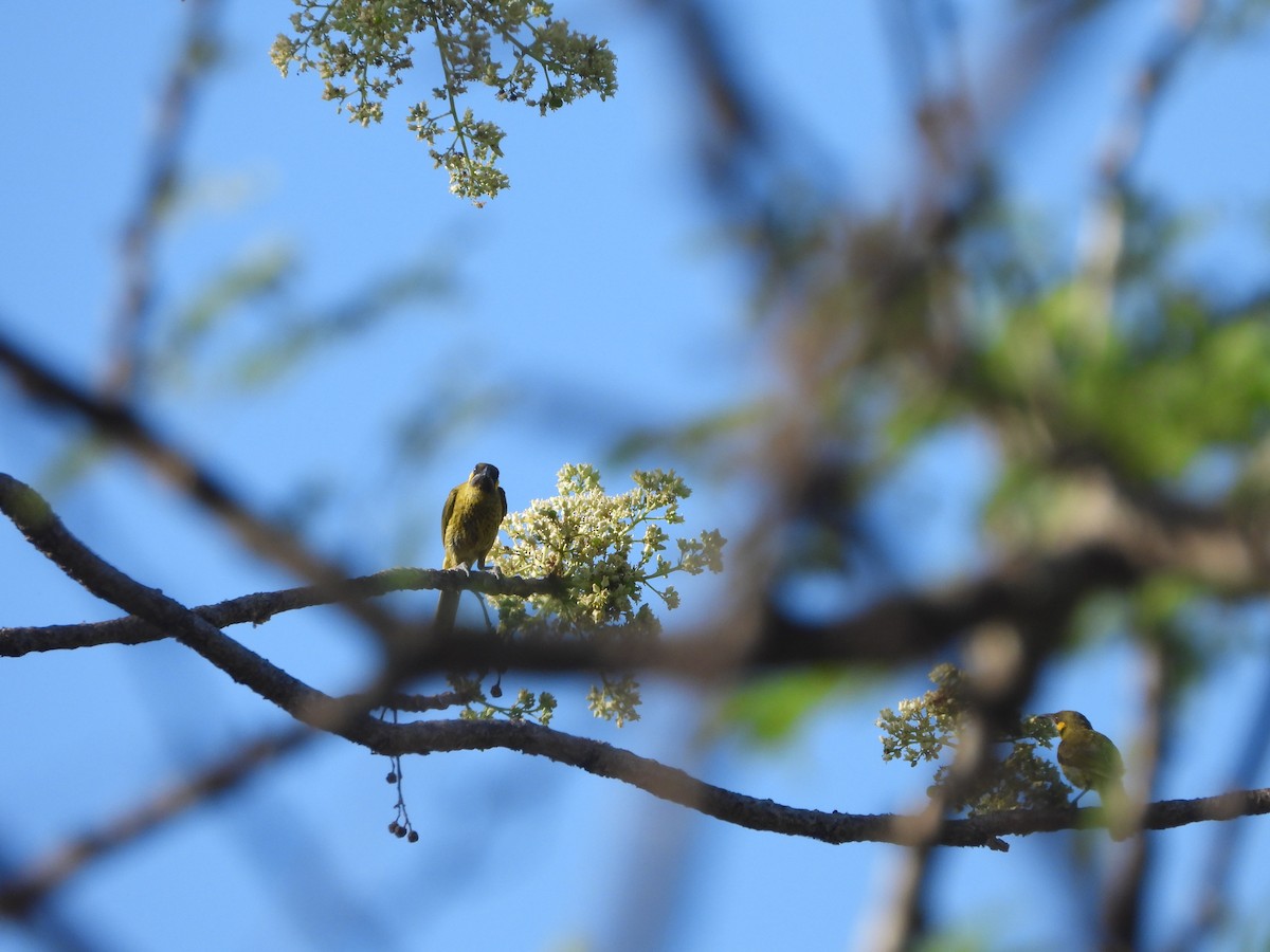 Yellow-eared Honeyeater - ML610663305