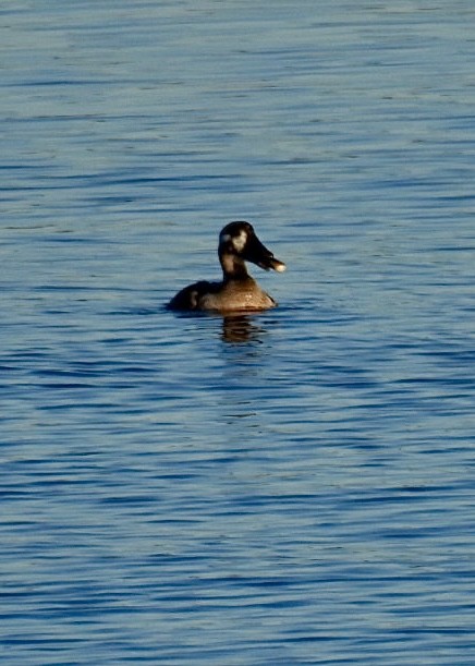 Surf Scoter - ML610663494