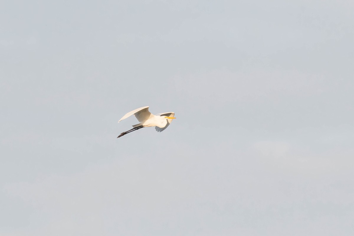 Great Egret - ML610663546