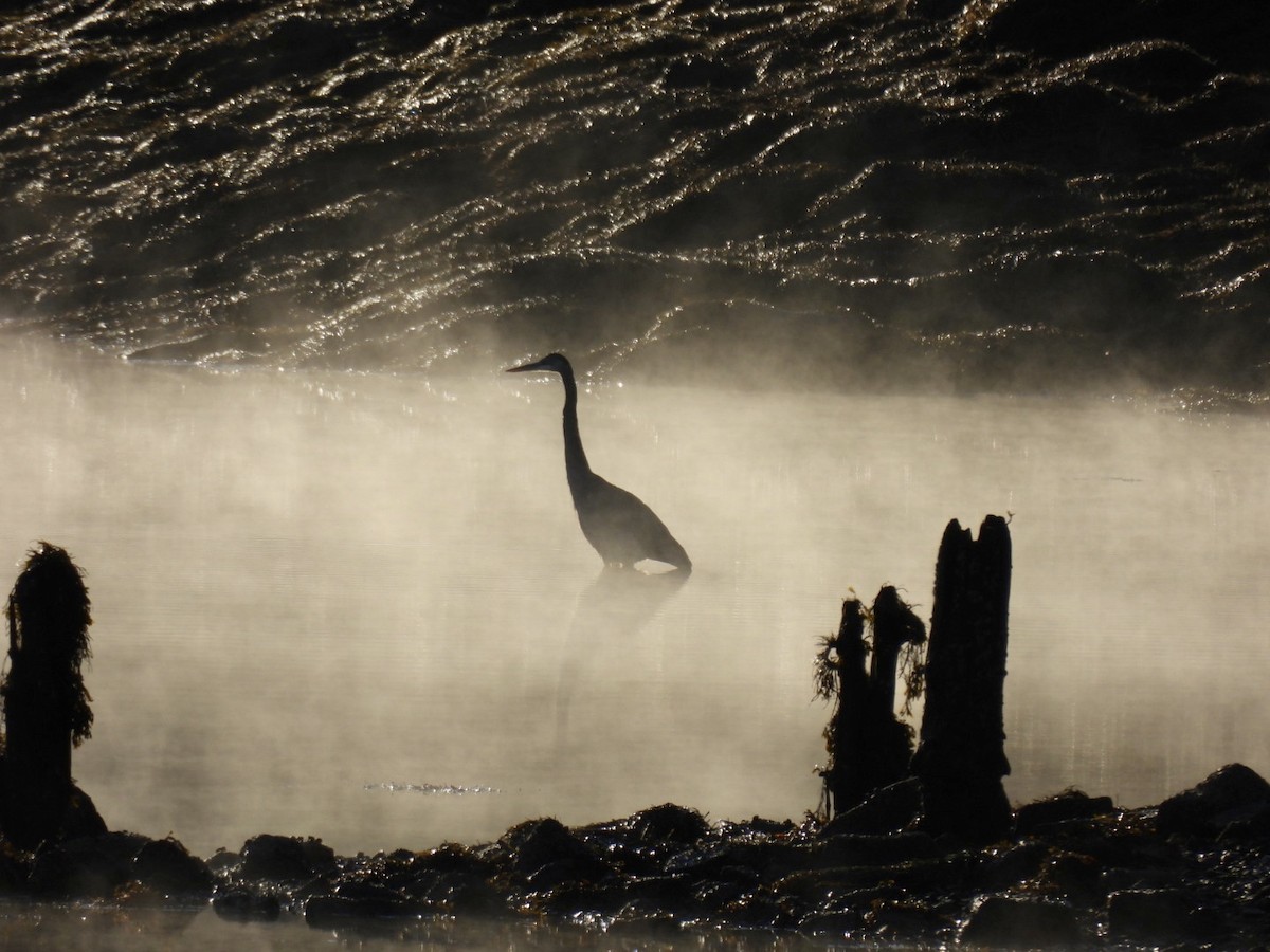 Great Blue Heron - ML610663551