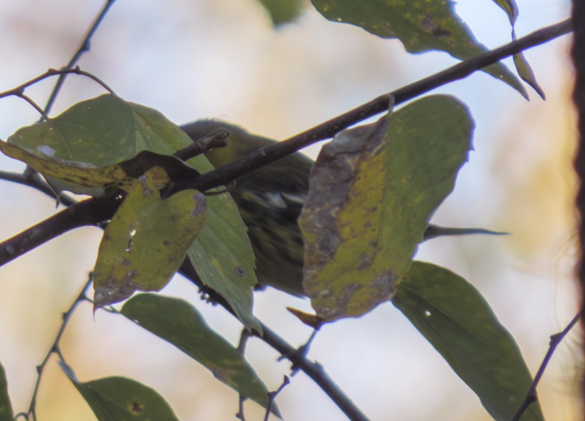 Cape May Warbler - Robert Meehan