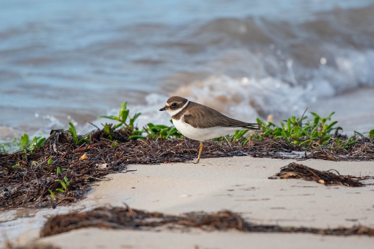 Semipalmated Plover - ML610663644