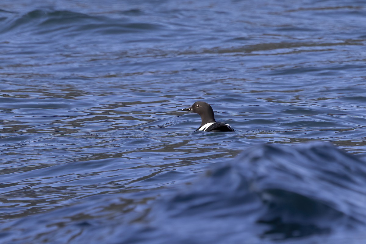 Pigeon Guillemot - Delfin Gonzalez