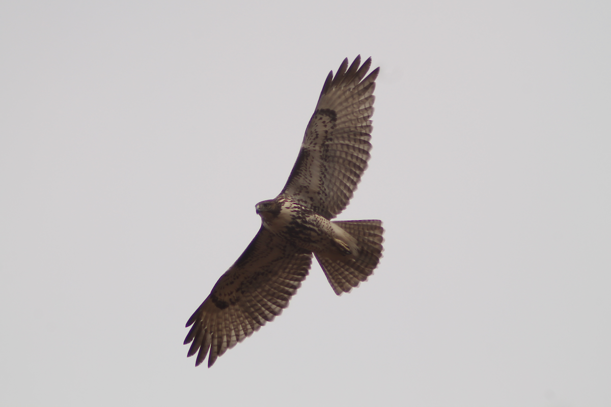 Red-tailed Hawk - ML610663691