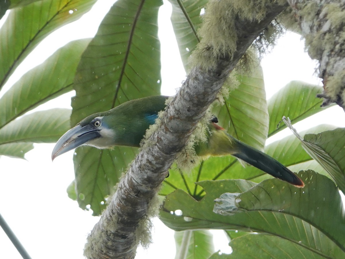 Blue-banded Toucanet - ML610663708