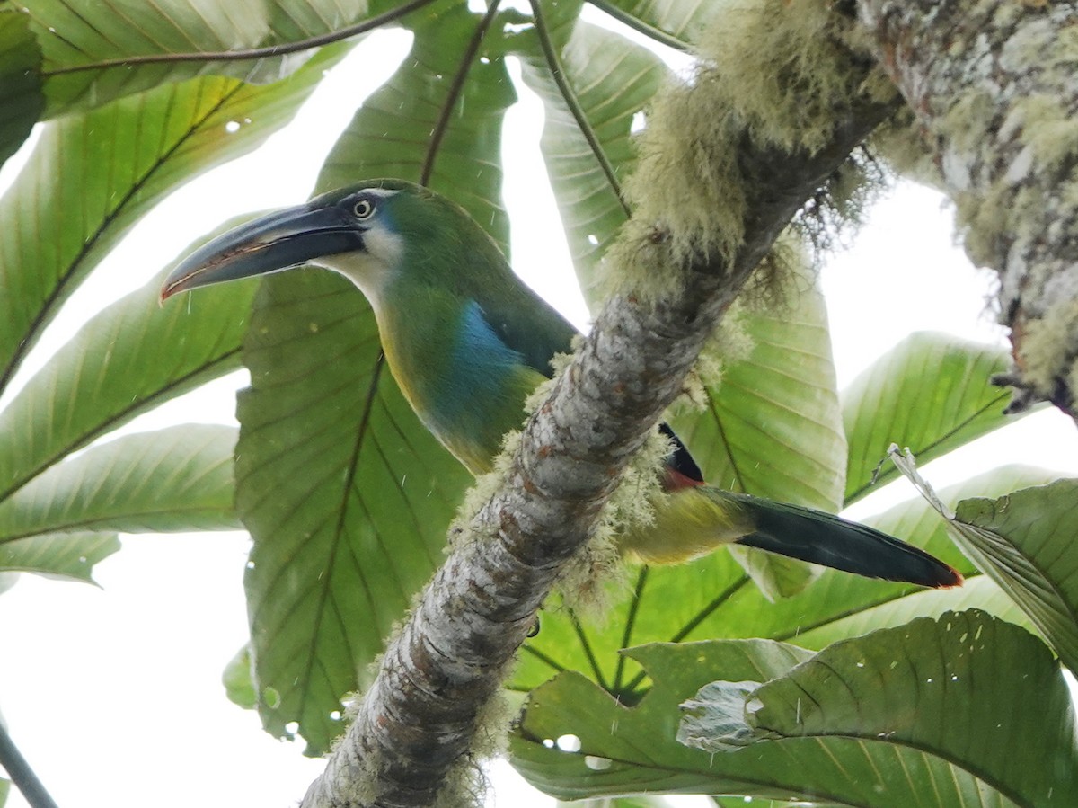 Blue-banded Toucanet - ML610663709