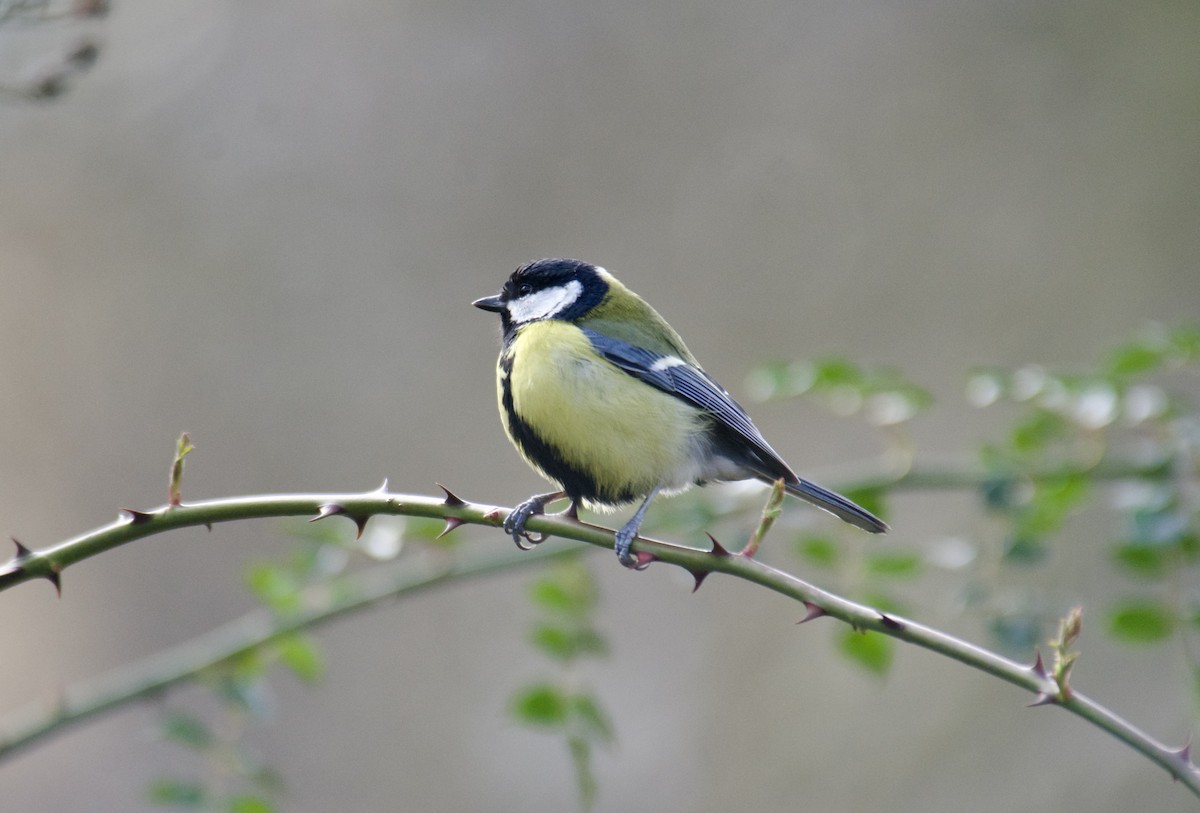 Great Tit - ML610663724