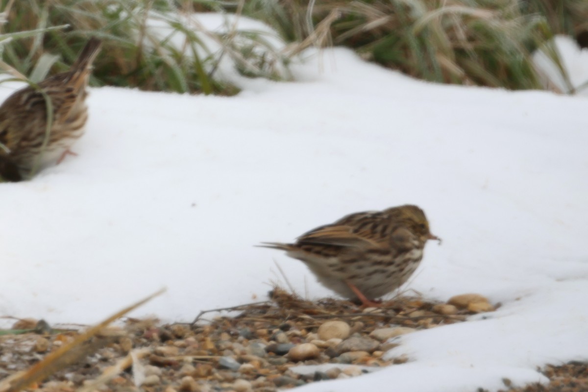 Savannah Sparrow - ML610663793