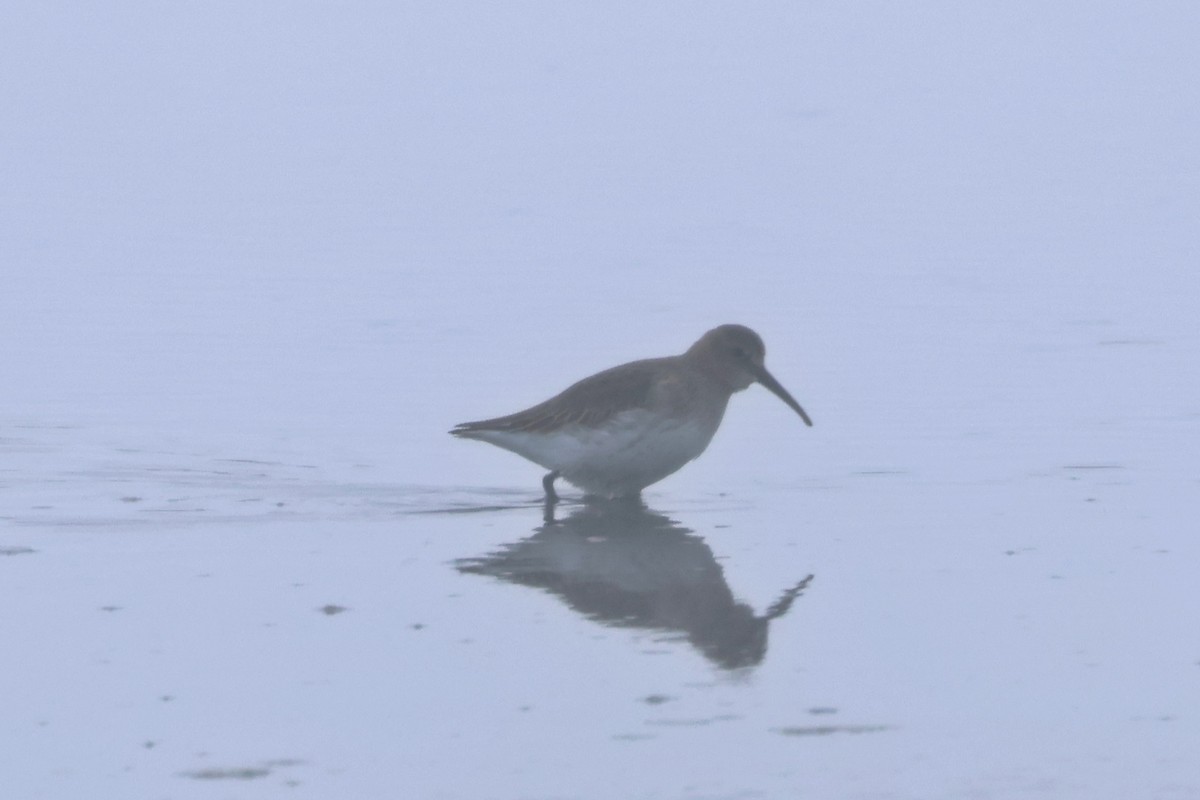 Dunlin - David Lambeth