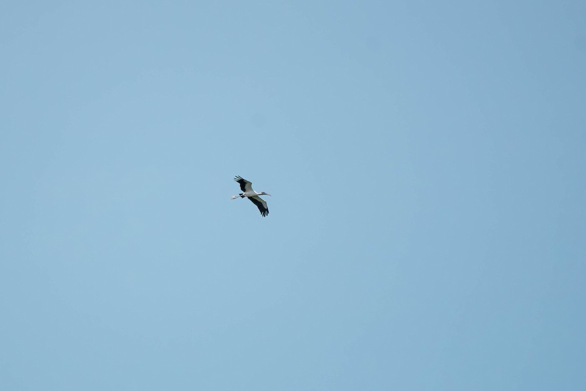 Wood Stork - ML610663866