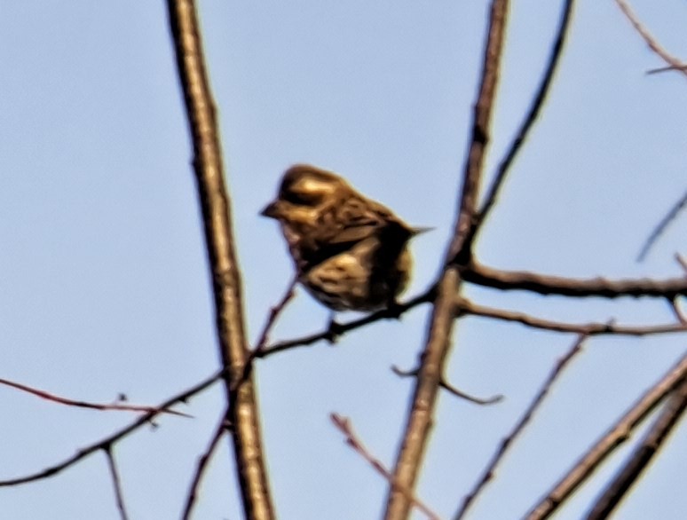 Purple Finch - ML610663875