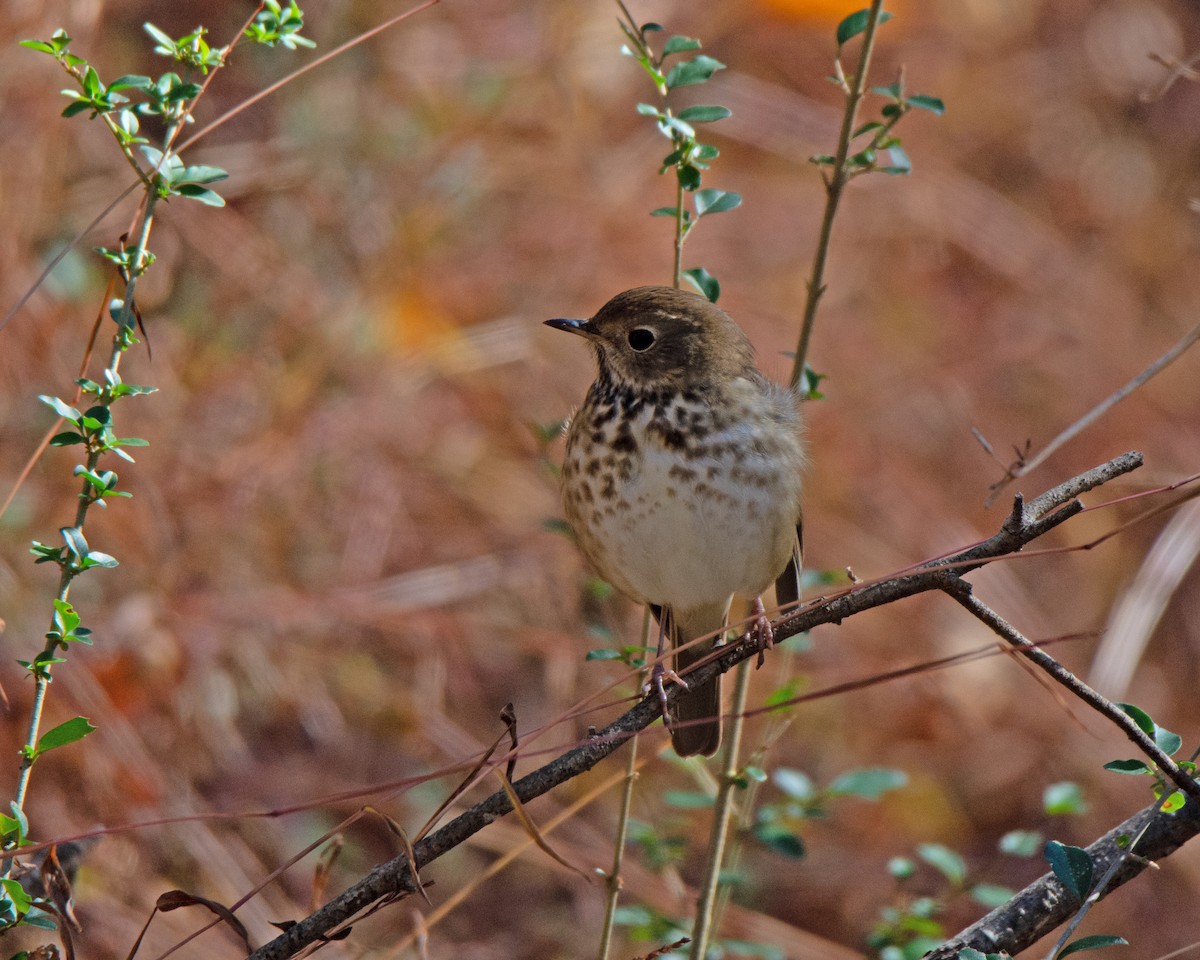 Hermit Thrush - ML610663889