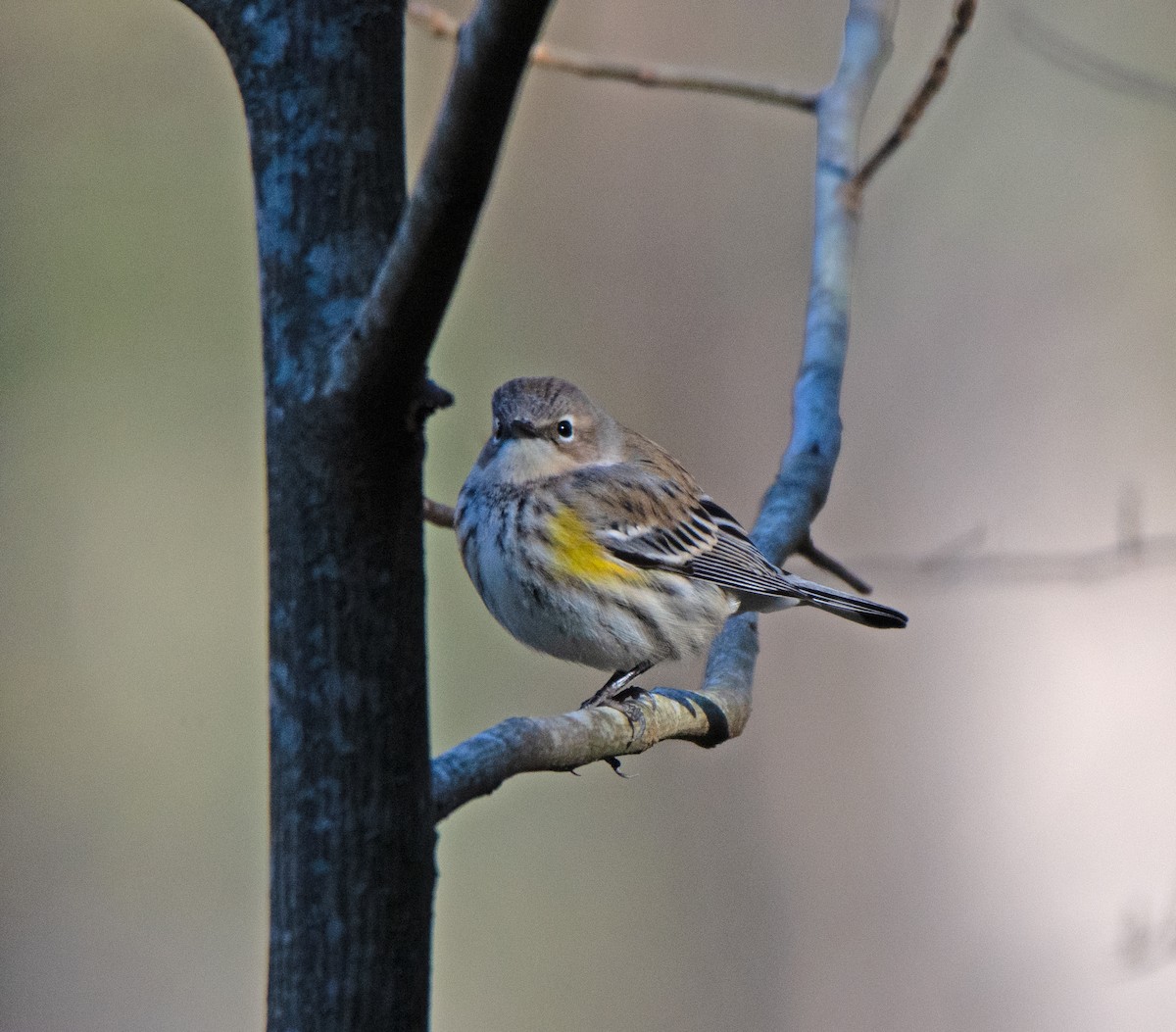 Yellow-rumped Warbler - ML610663898