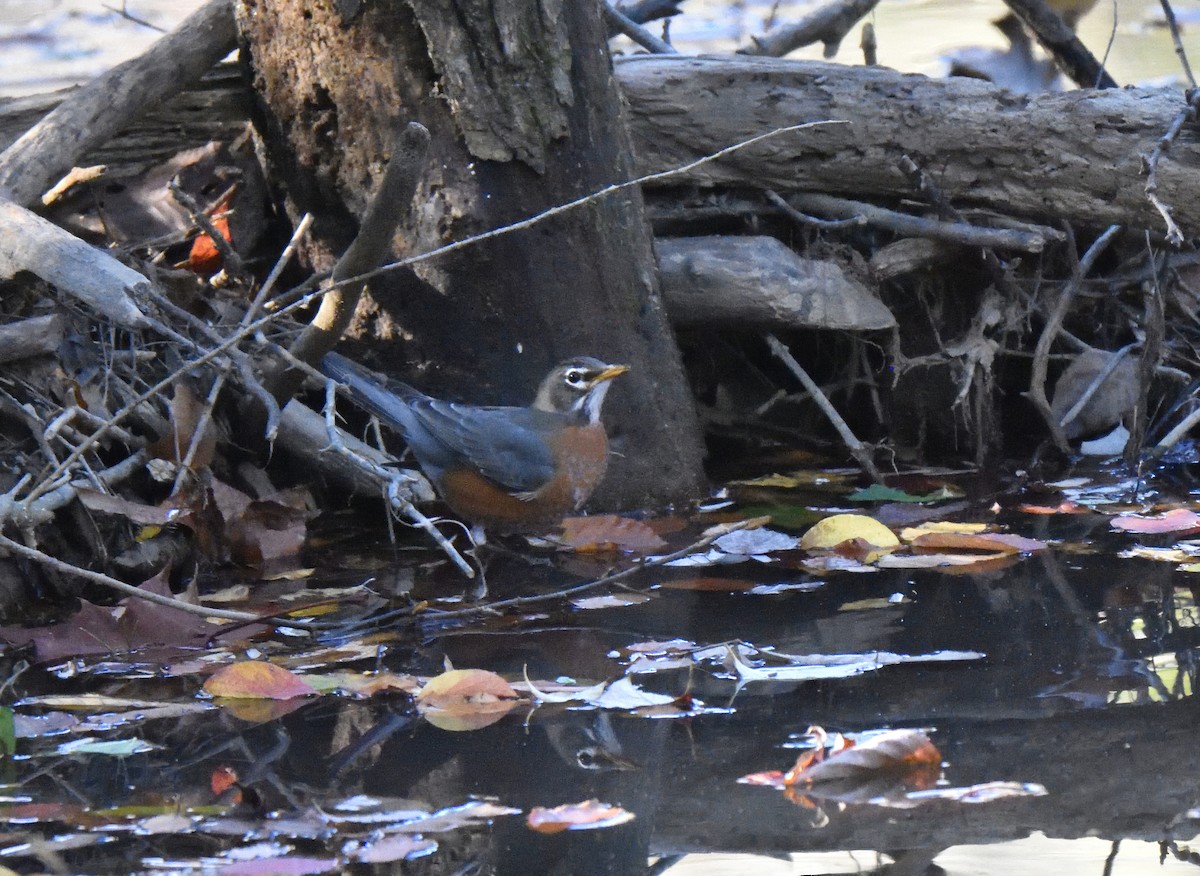 American Robin - ML610663902