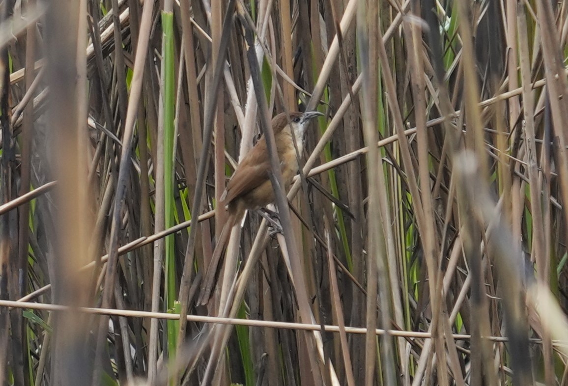 Slender-billed Babbler - Ethan Skinner