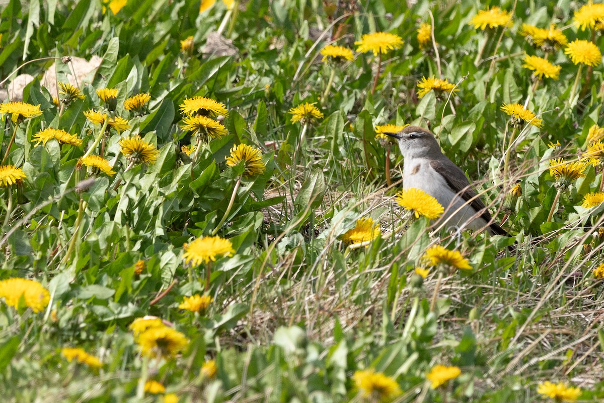 White-browed Ground-Tyrant - ML610663953