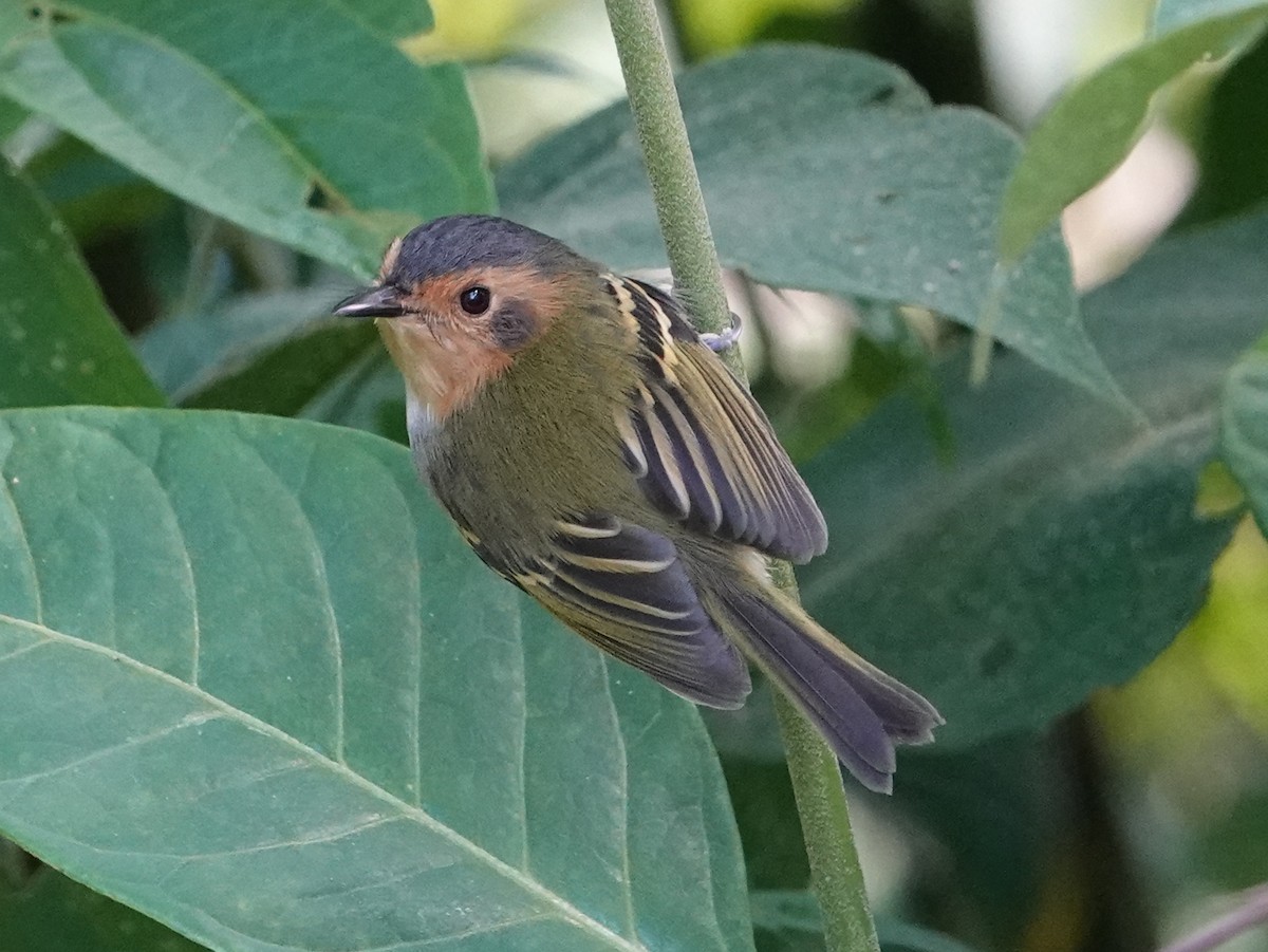 Ochre-faced Tody-Flycatcher - ML610663965