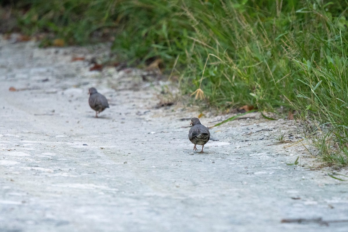 Common Ground Dove - ML610664217