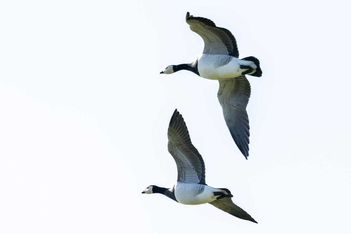 Barnacle Goose - ML610664263