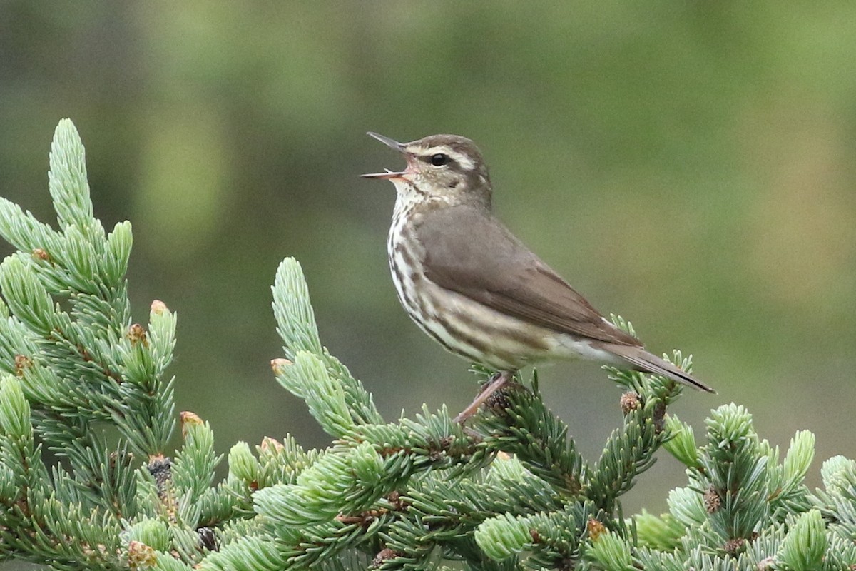 Northern Waterthrush - ML610664436