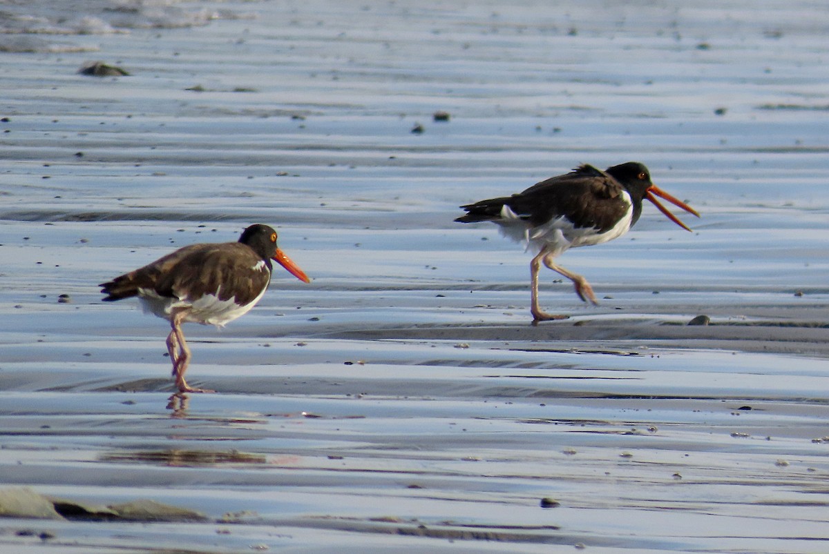 American Oystercatcher - ML610664448