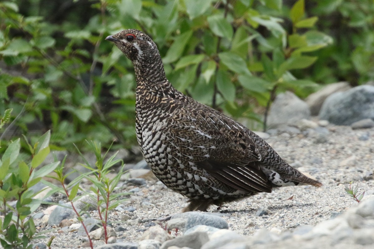 Spruce Grouse - ML610664475