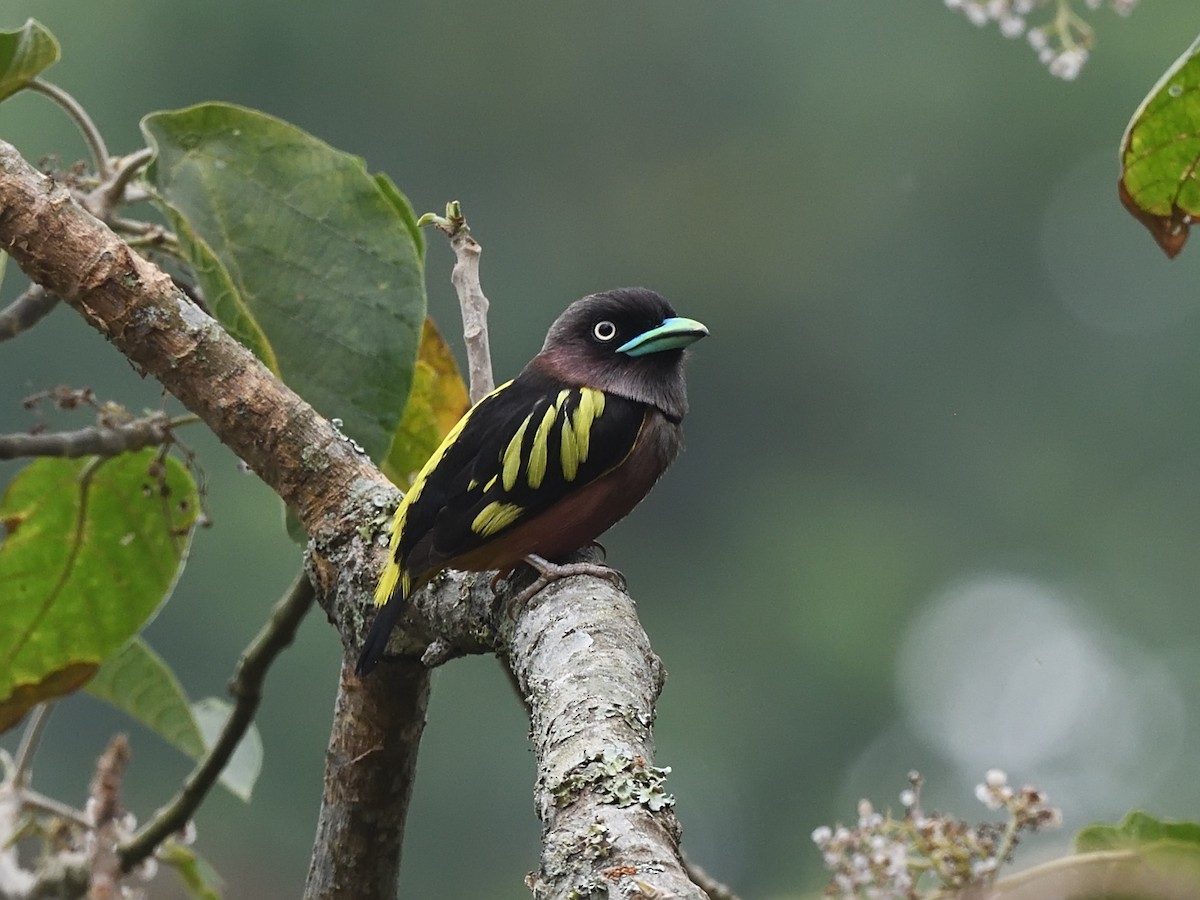 Banded Broadbill (Javan) - Oleg Chernyshov