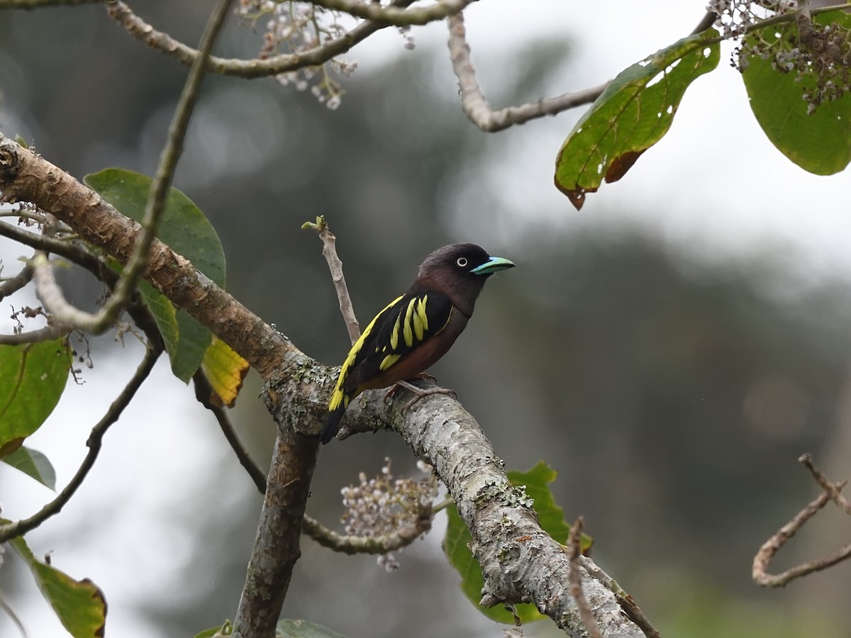 Banded Broadbill (Javan) - ML610664499