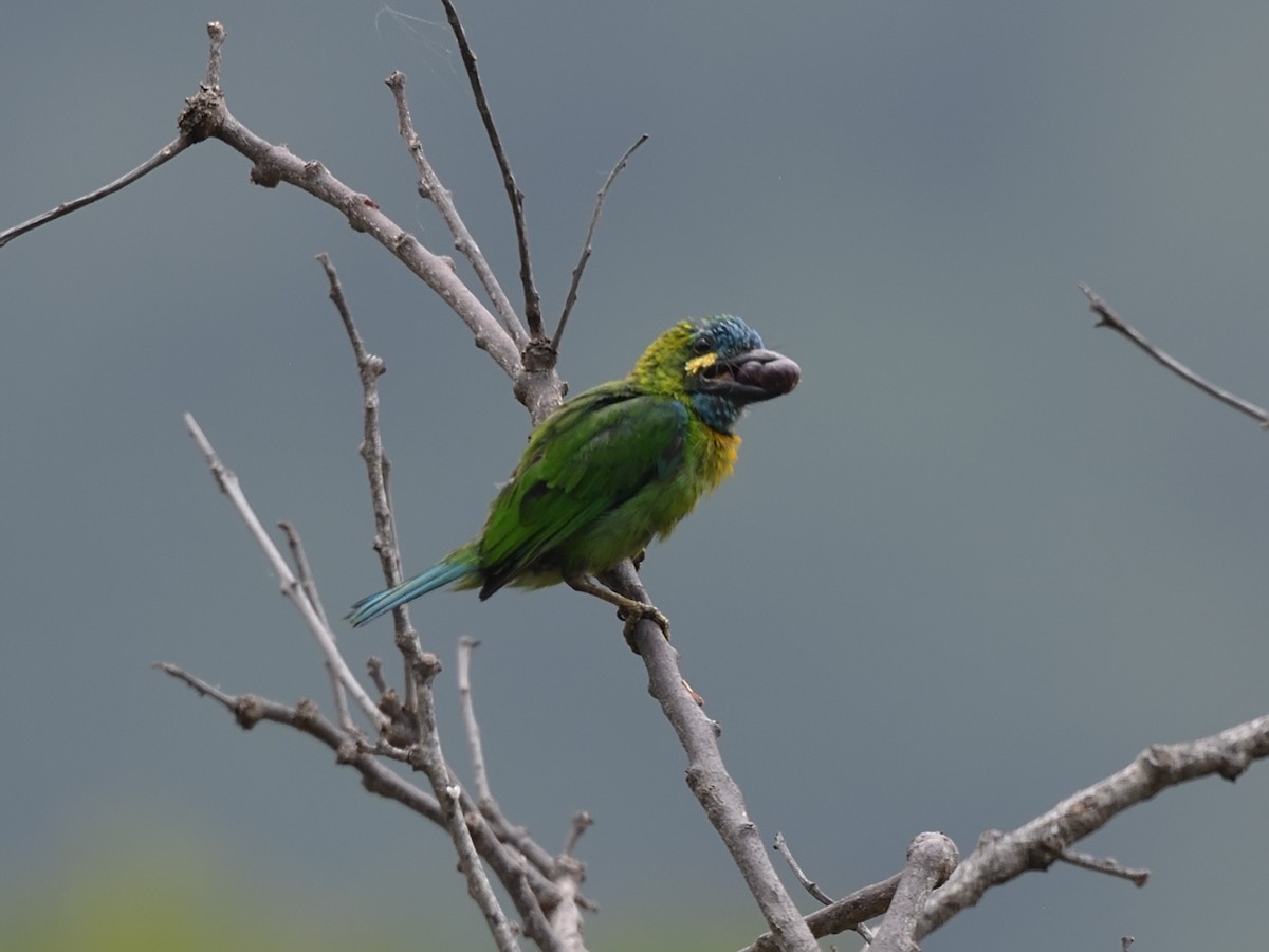 Yellow-eared Barbet - ML610664583