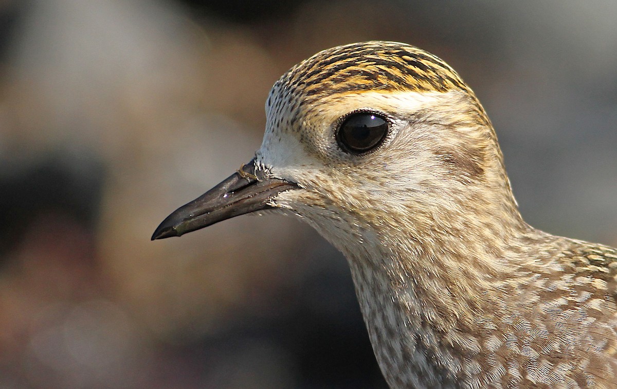 American Golden-Plover - Luke Seitz