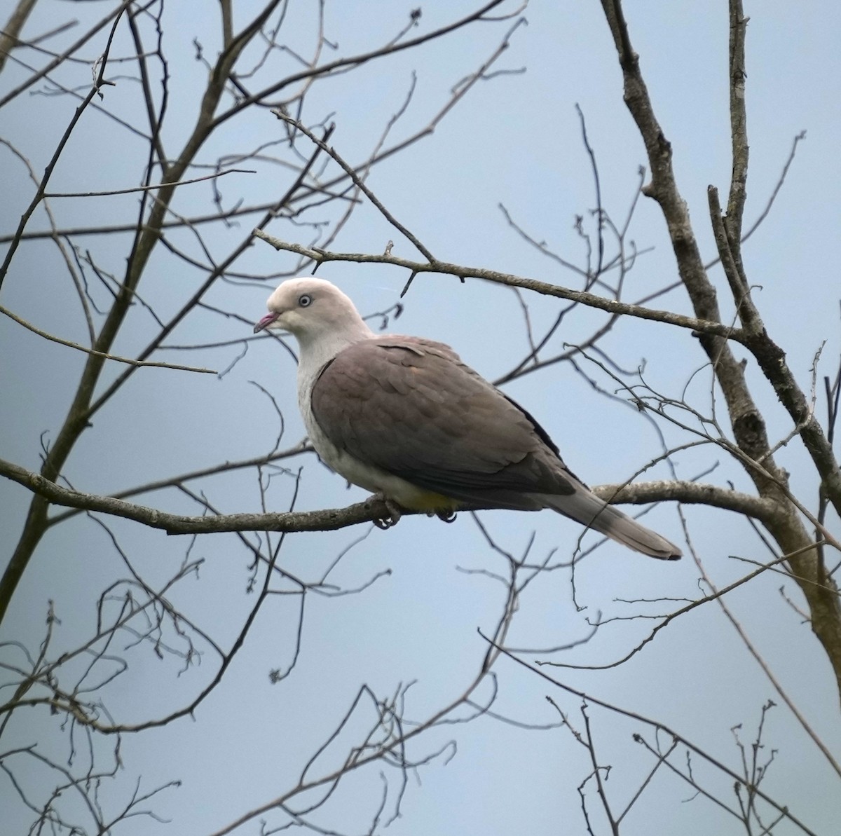 Mountain Imperial-Pigeon - ML610664669