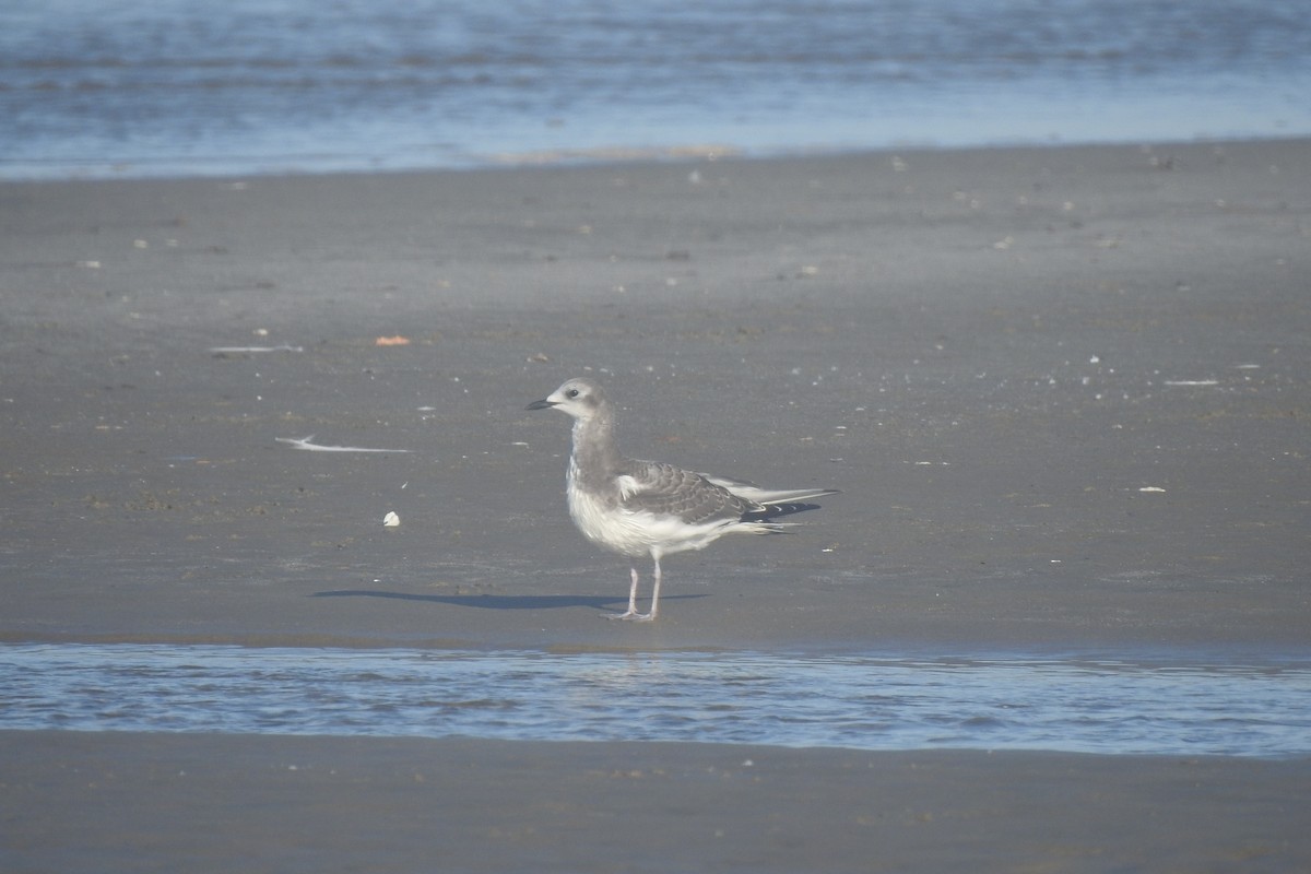 Sabine's Gull - ML610664787