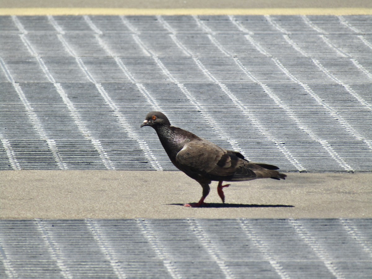 Rock Pigeon (Feral Pigeon) - ML610664808