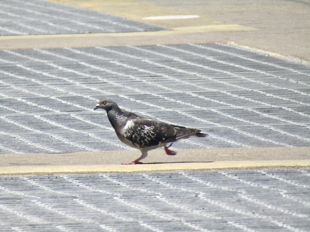 Rock Pigeon (Feral Pigeon) - ML610664809