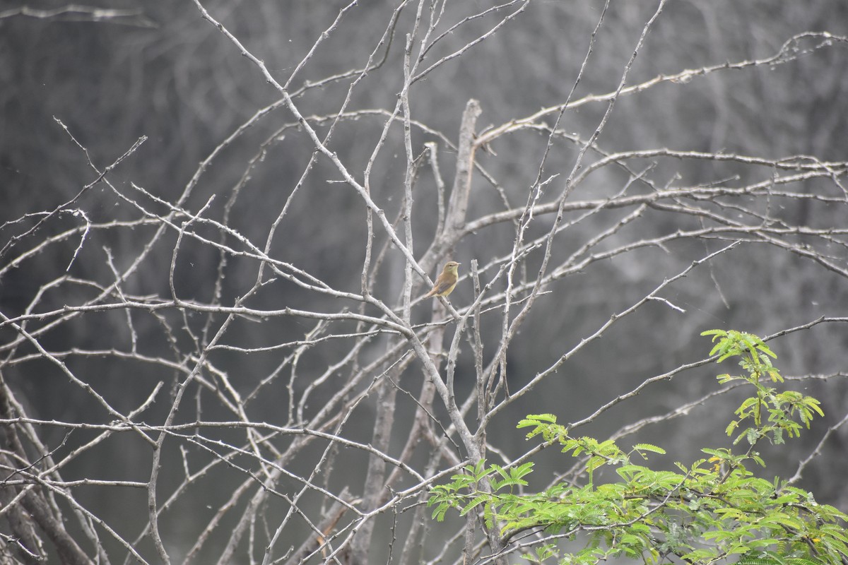 Бутны охил бялзуухай - ML610664968