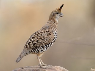 Adult - Banded Quail