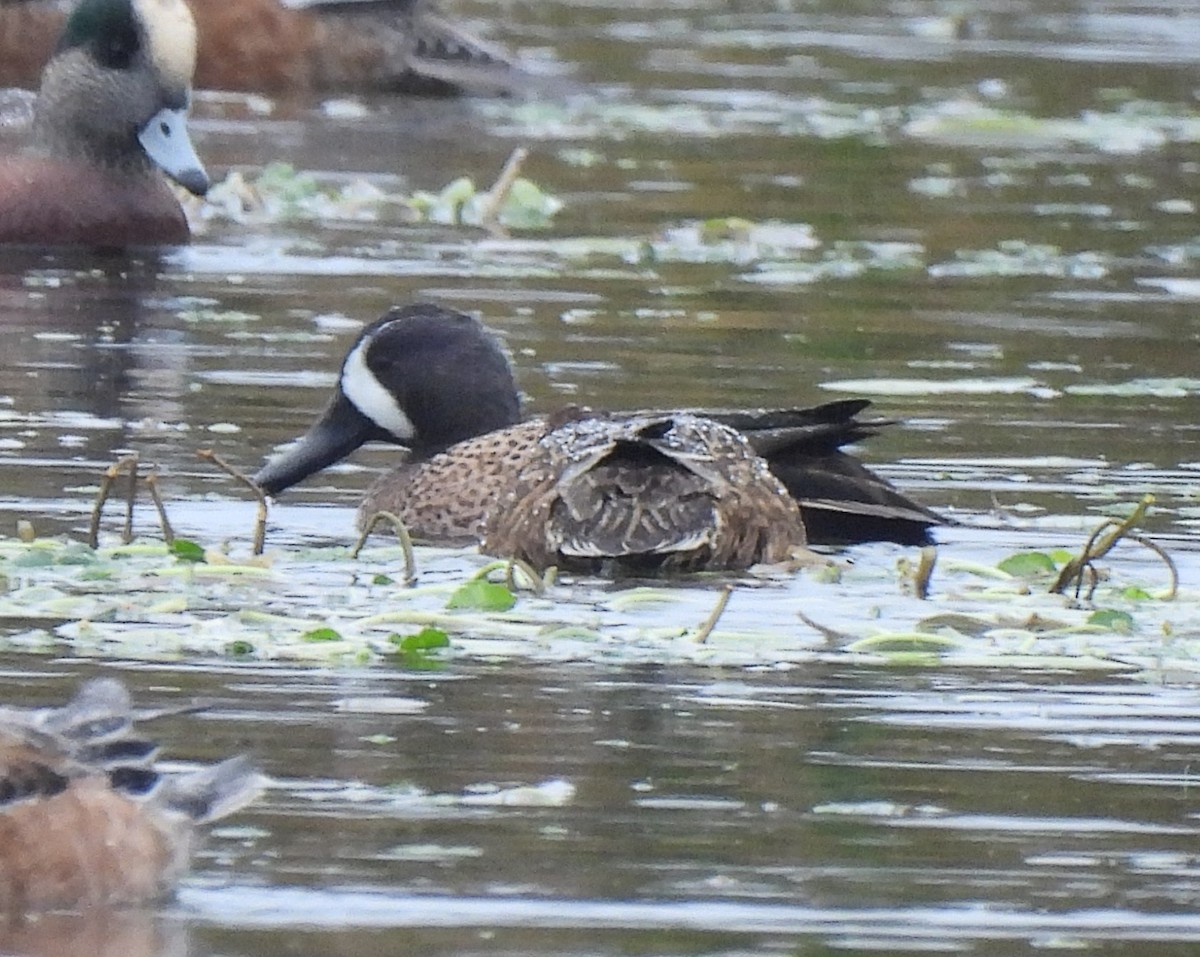 Blue-winged Teal - ML610665129