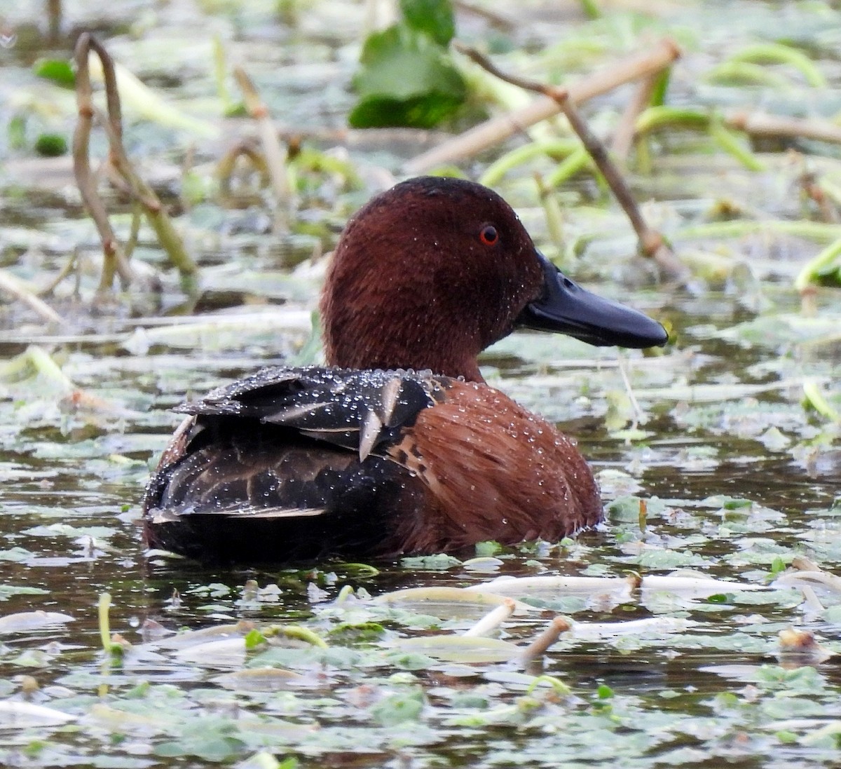 Cinnamon Teal - ML610665147