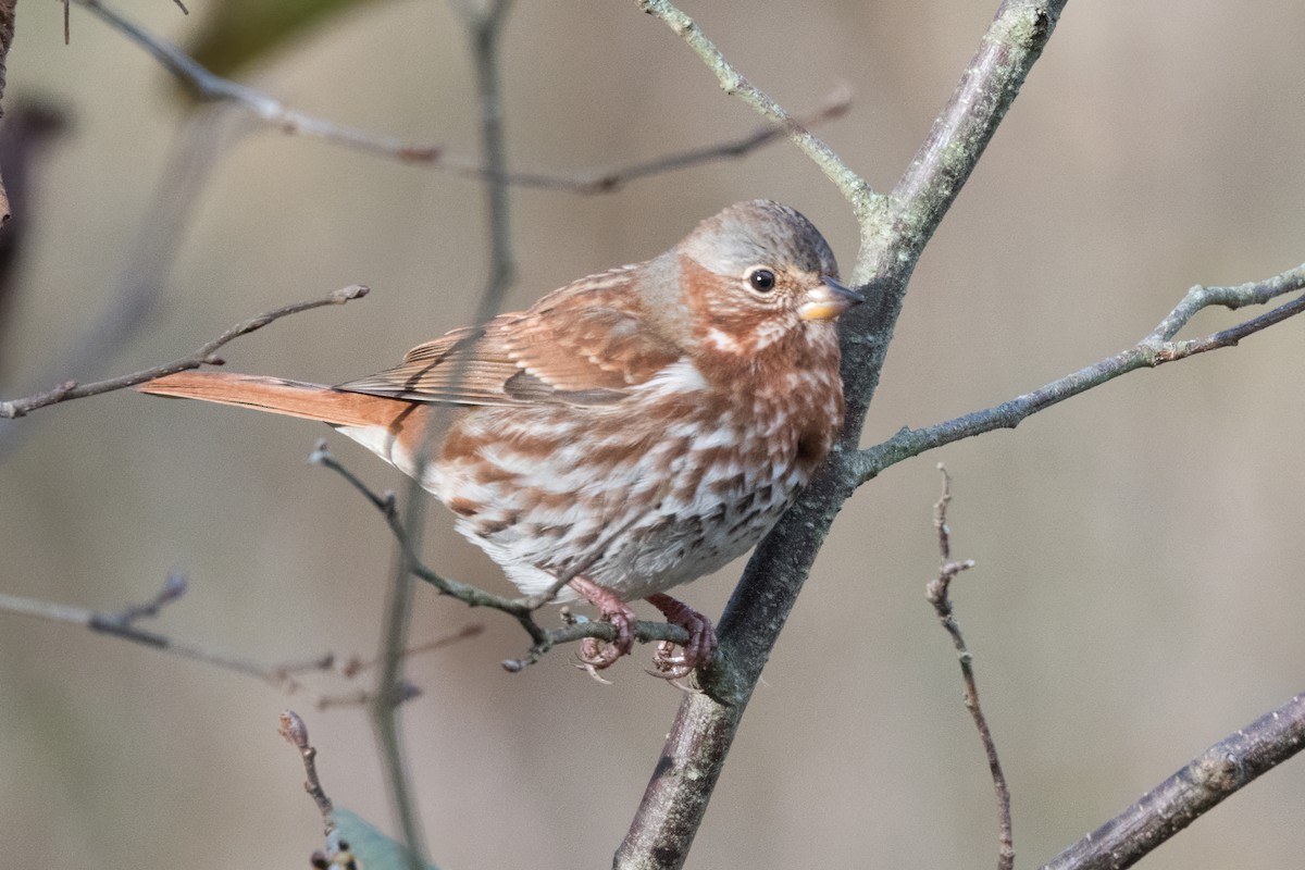 Fox Sparrow (Red) - ML610665217