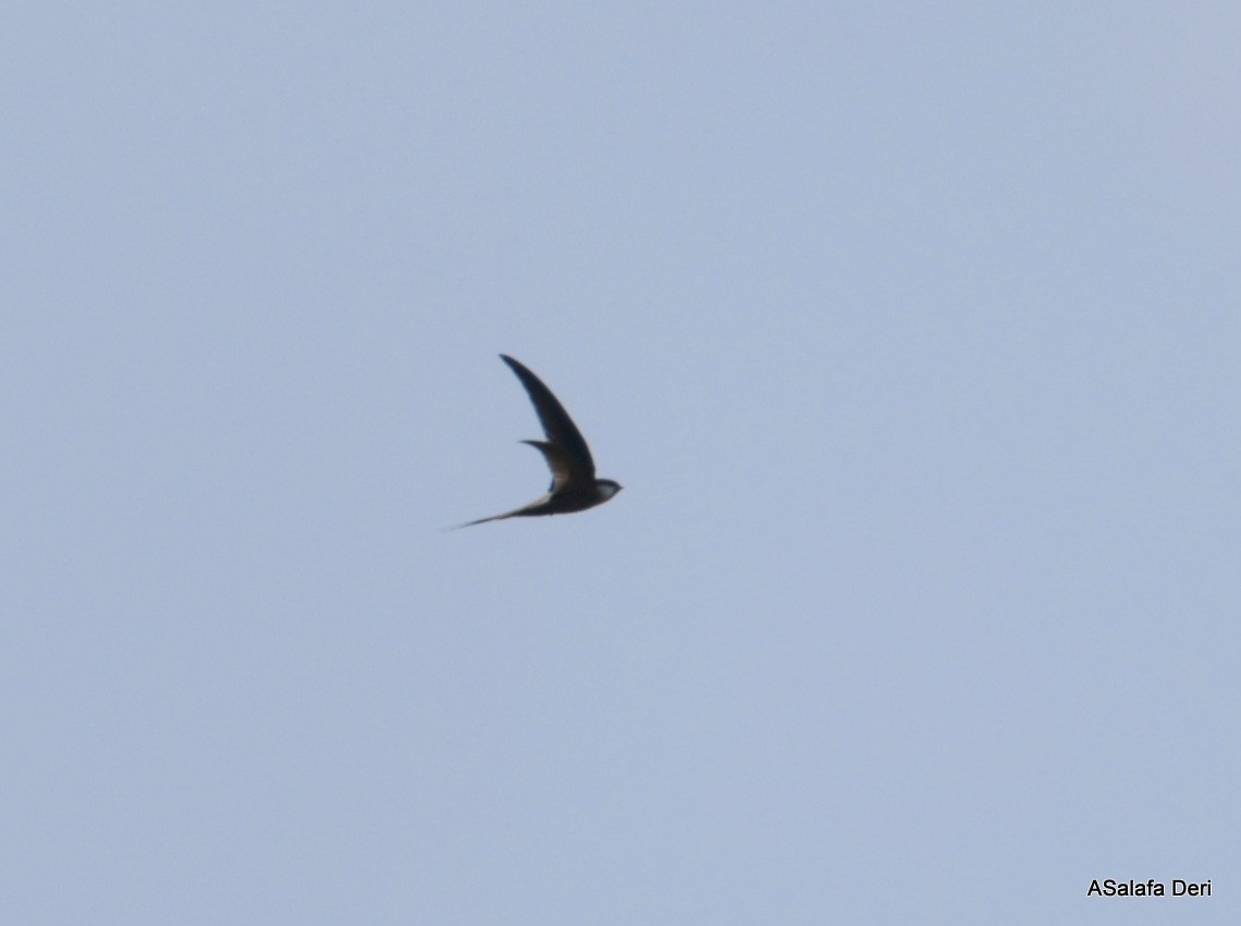 African Palm Swift - ML610665262