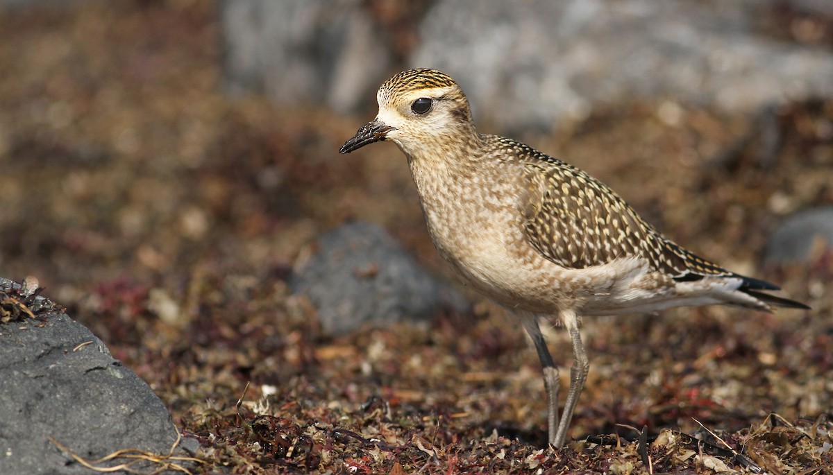 American Golden-Plover - Luke Seitz