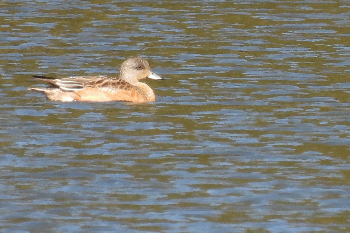 American Wigeon - ML610665450