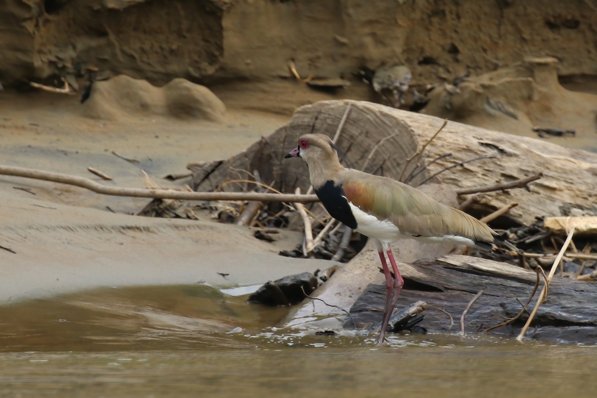 Southern Lapwing (cayennensis) - ML610665479