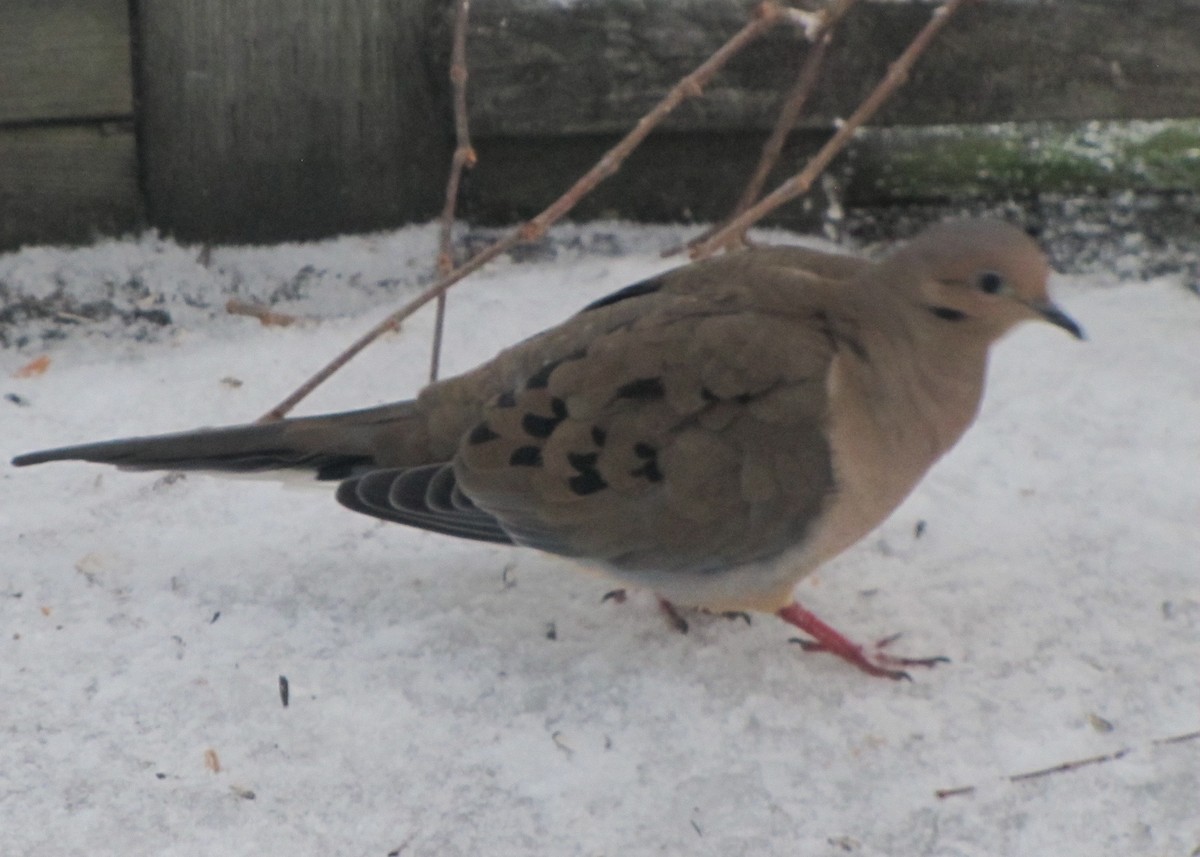 Mourning Dove - ML610665507