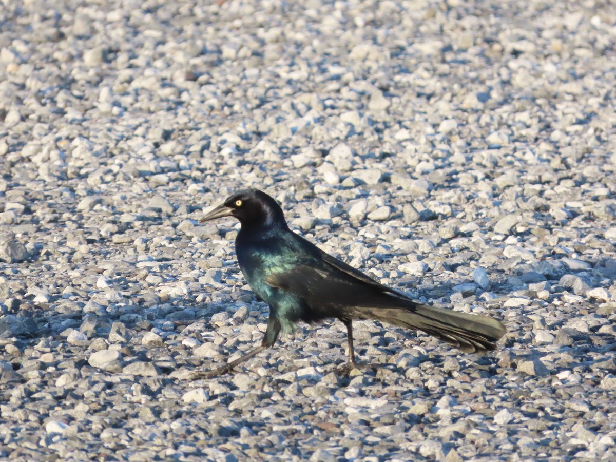 Boat-tailed Grackle - ML610665533