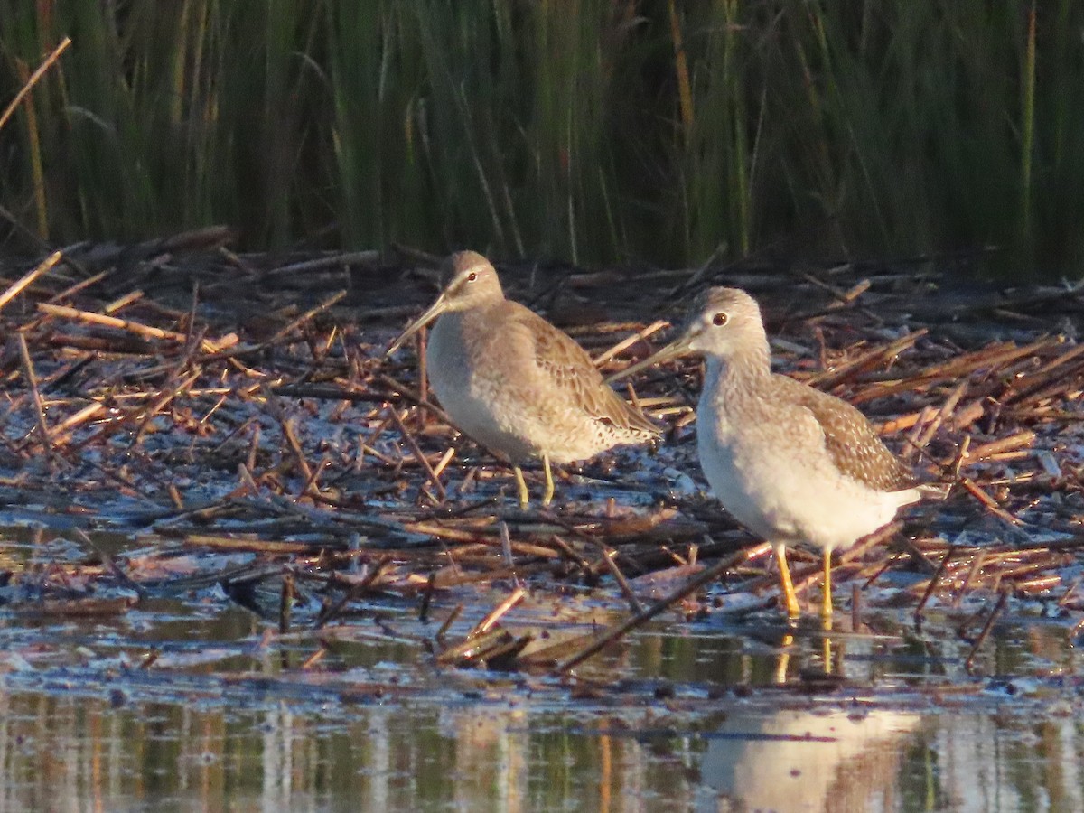 Хараалжин цууцил - ML610665567