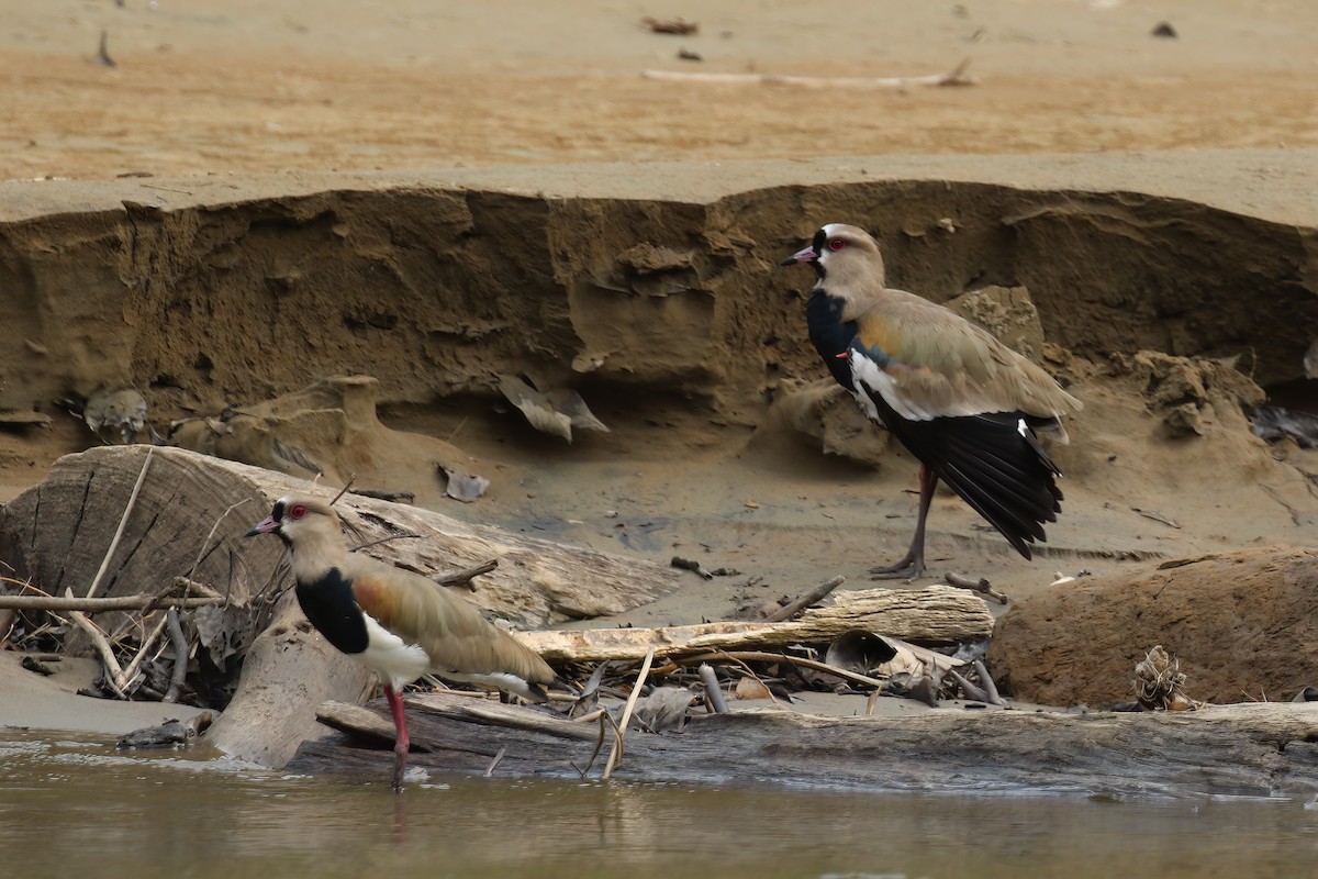 Southern Lapwing (cayennensis) - Greg Scyphers