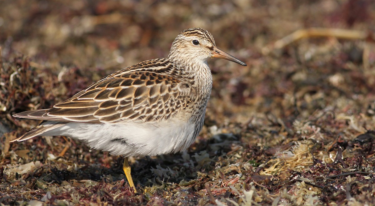 Pectoral Sandpiper - Luke Seitz