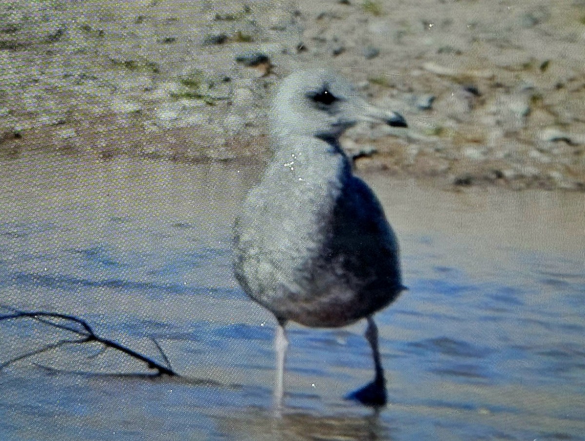 Gaviota Californiana - ML610665613