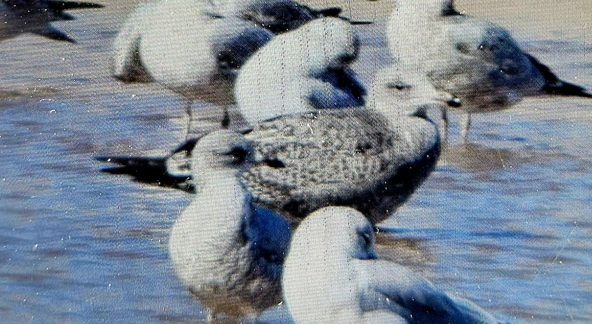 California Gull - ML610665636